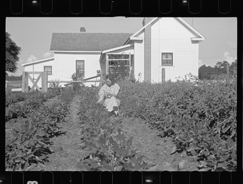 Ethel Pope in her garden Photograph by John Vachon Courtesy Library of Congress Irwinville GA Great Depression